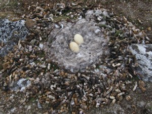 many goose droppings around the nest